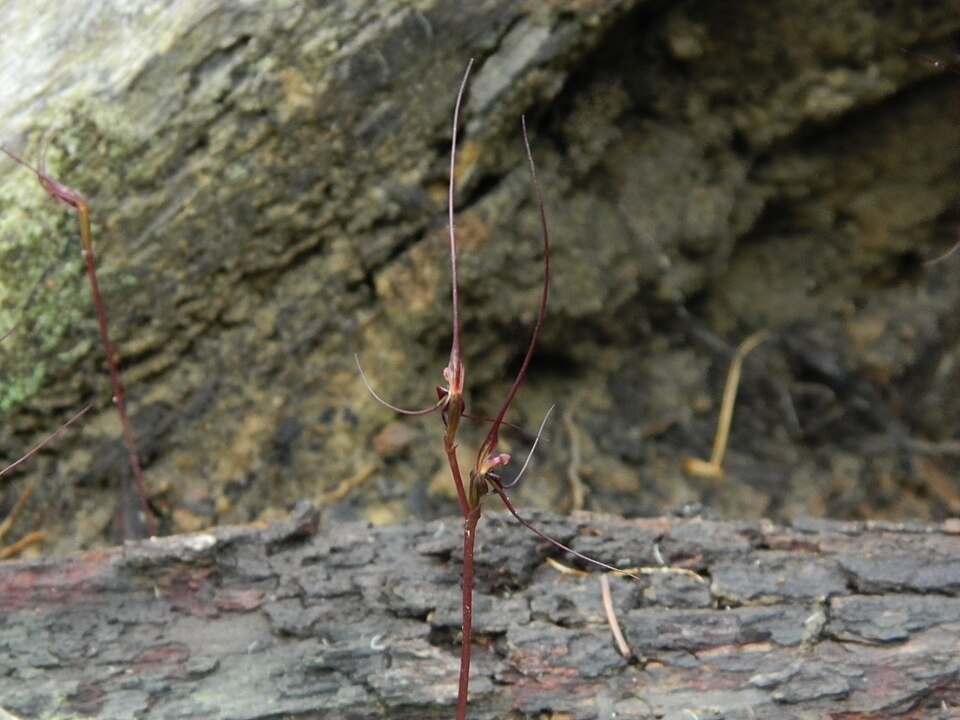 Acianthus caudatus (Mayfly orchid) (alternate view 6)