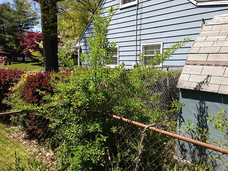 Forsythia x intermedia (hybrid forsythia) (alternate view 5)