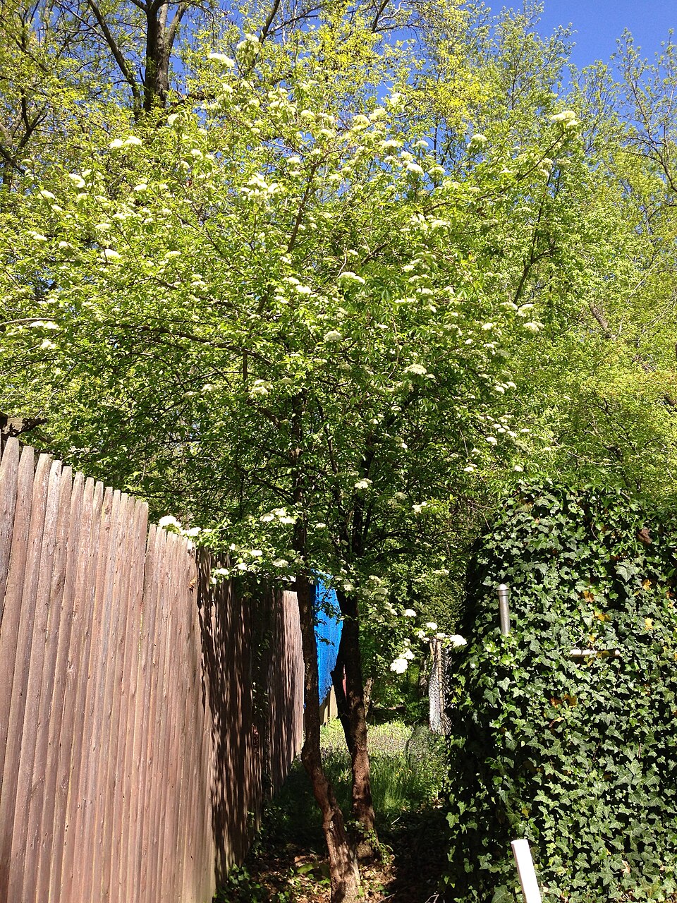 Viburnum prunifolium (Blackhaw)