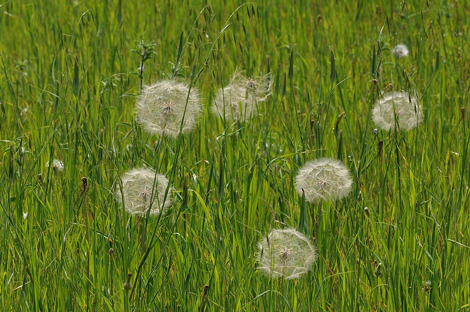 Tragopogon porrifolius (purple salsify)