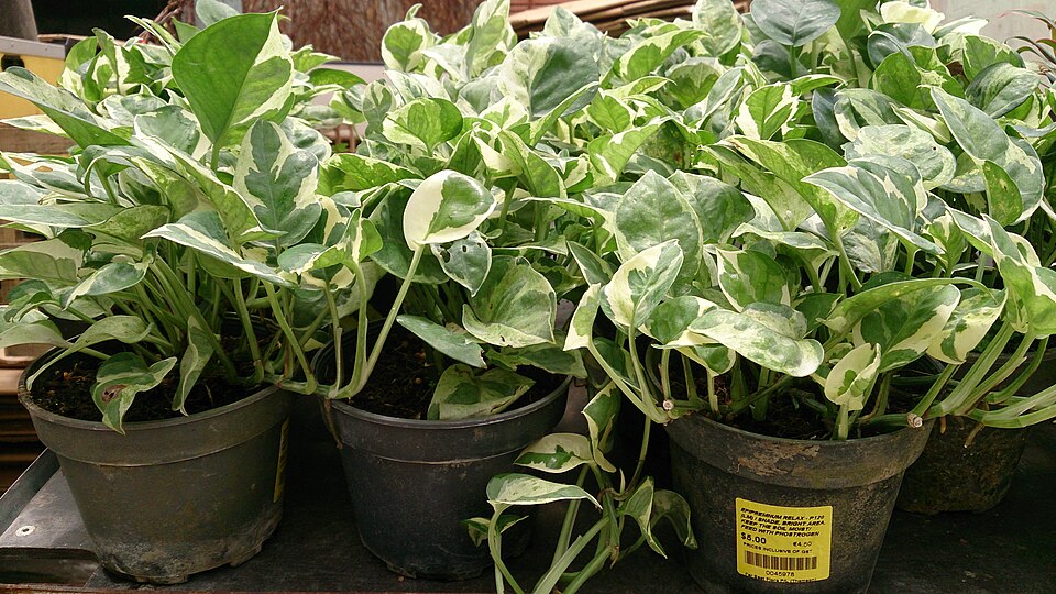 Epipremnum aureum 'N'Joy' (N'Joy Pothos)