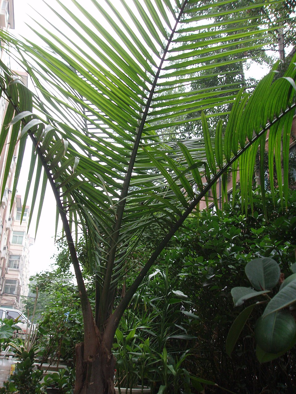 Chamaedorea elegans (Parlor Palm) (alternate view 6)