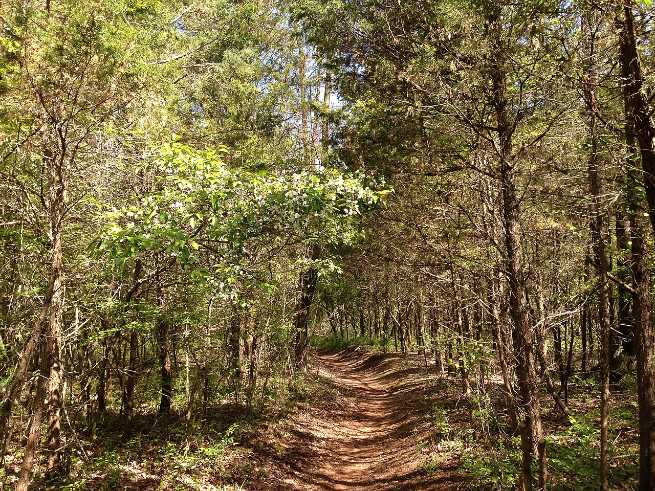 Juniperus virginiana, Eastern red cedar — upright evergreen (Cupressaceae) (image 5 of 10)