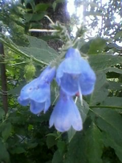 Mertensia (Bluebells)