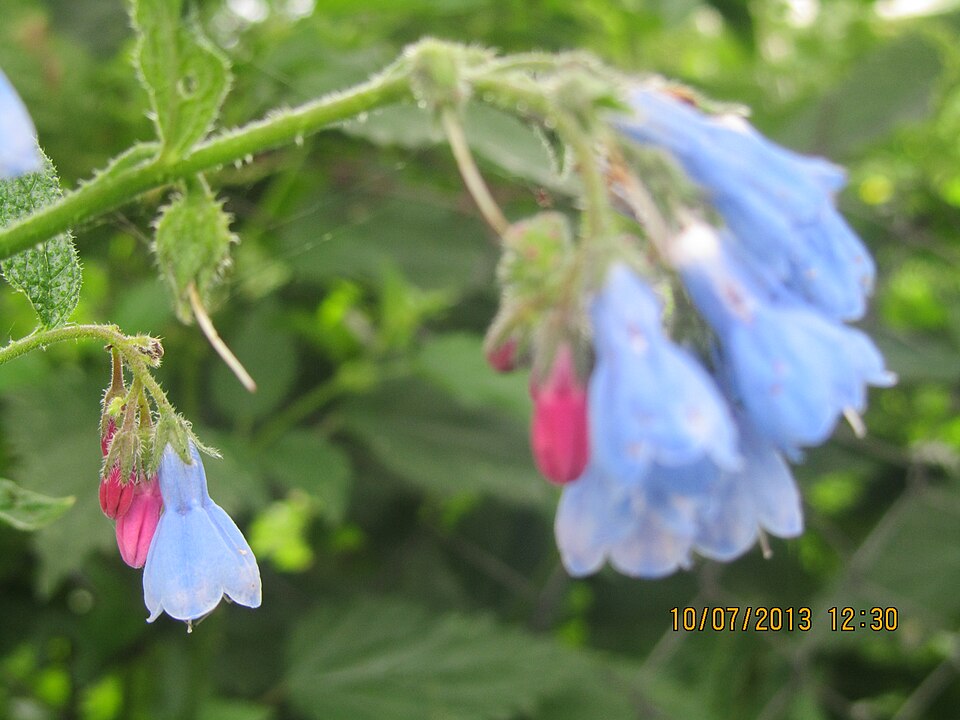Mertensia (Bluebells) (alternate view 2)