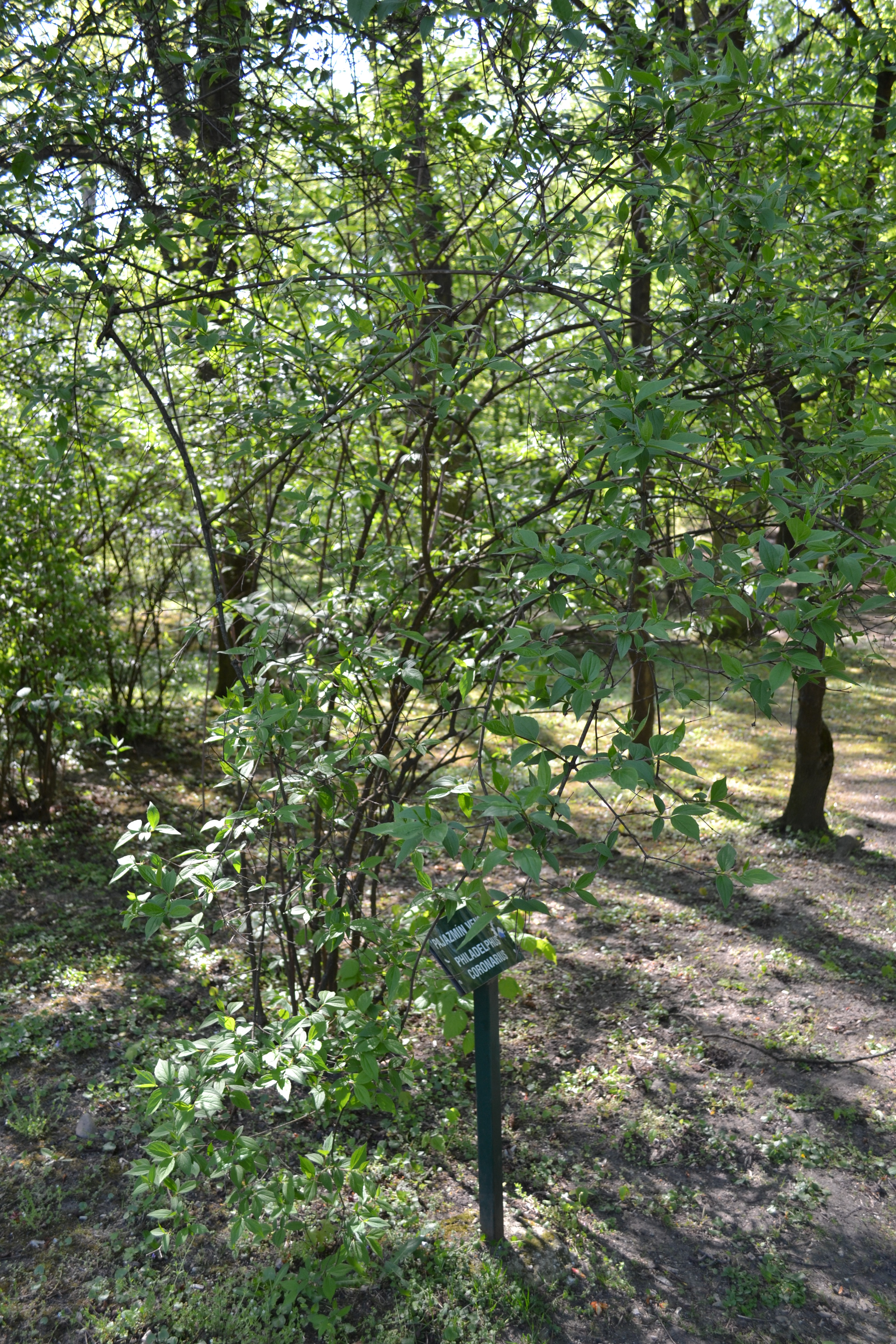 Philadelphus coronarius, Mock orange — upright deciduous (Hydrangeaceae) (image 7 of 9)