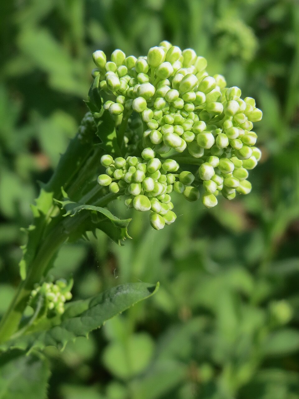 Lepidium draba (Heart-podded Hoary Cress)