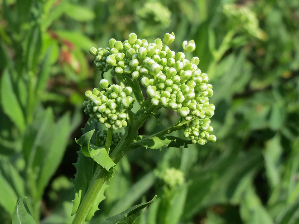 Lepidium draba (Heart-podded Hoary Cress)