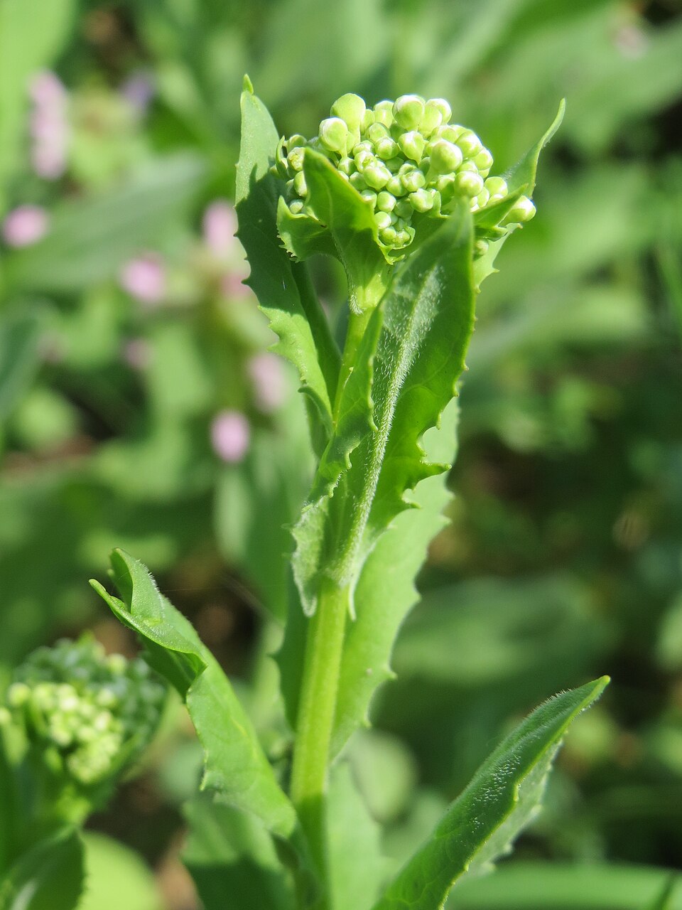 Lepidium draba (Heart-podded Hoary Cress)