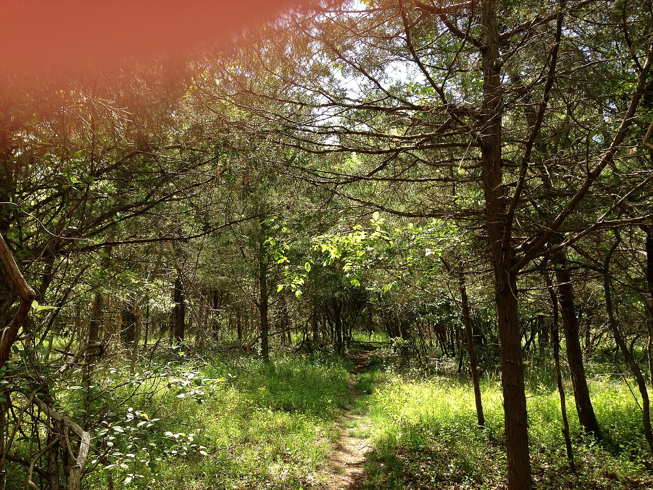 Juniperus virginiana, Eastern red cedar — upright evergreen (Cupressaceae) (image 6 of 10)