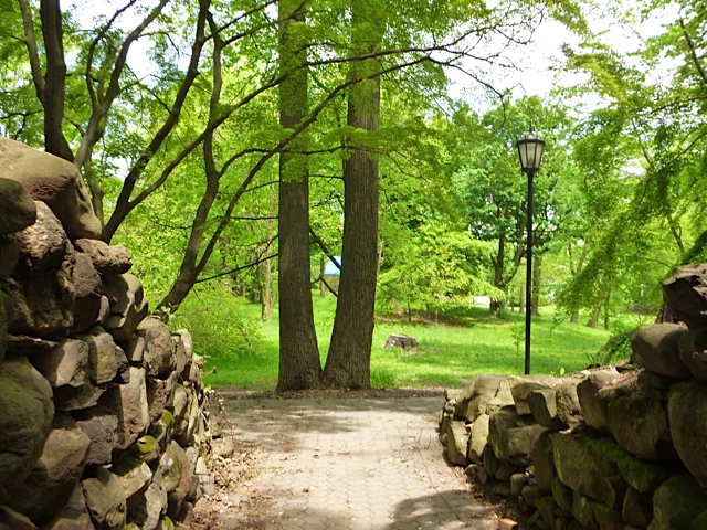 Liriodendron (Tulip trees) (alternate view 2)