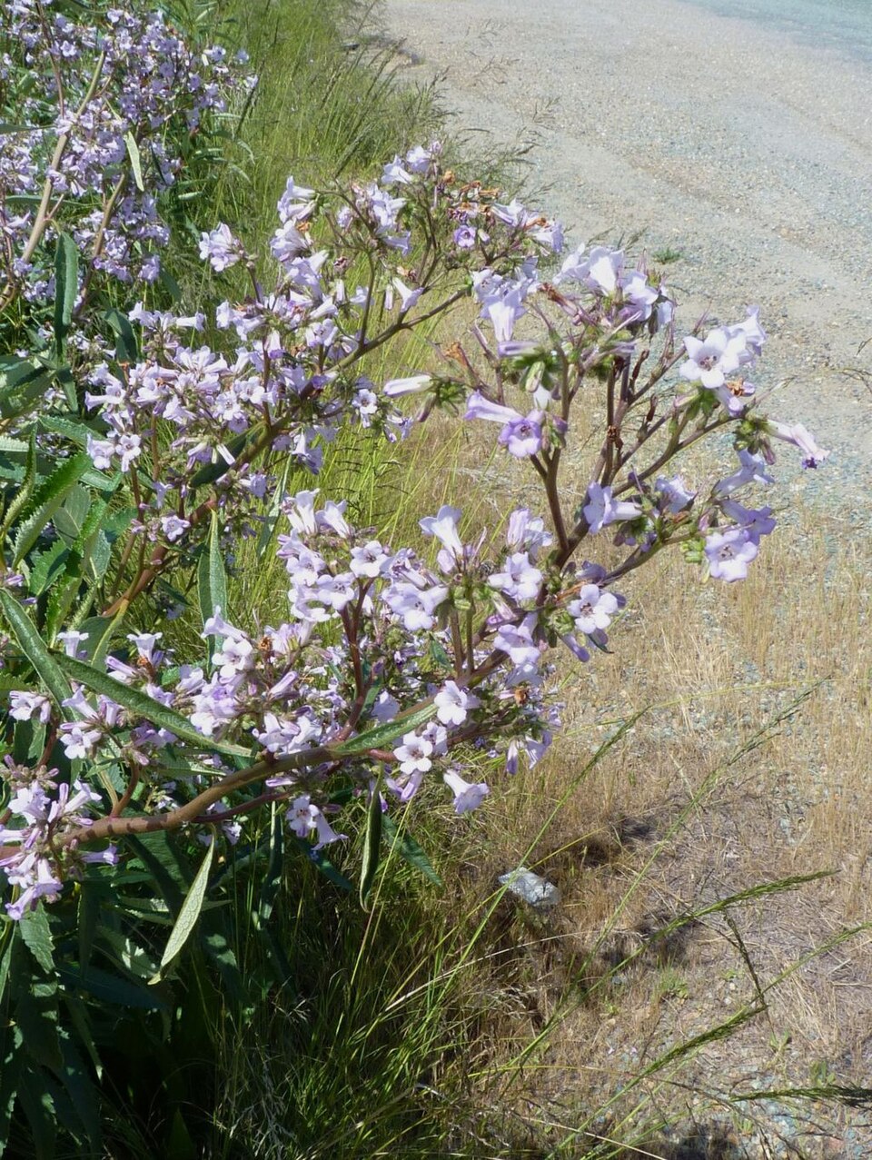 Eriodictyon californicum (California yerba santa) (alternate view 9)