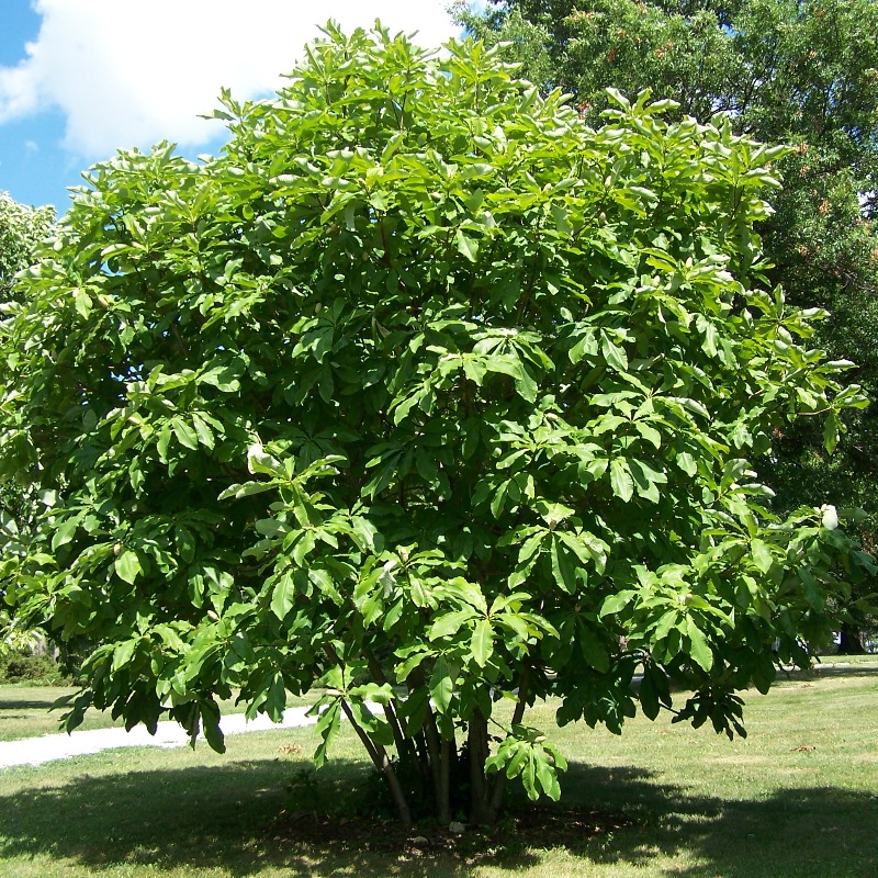 Magnolia tripetala (umbrella magnolia) (alternate view 2)