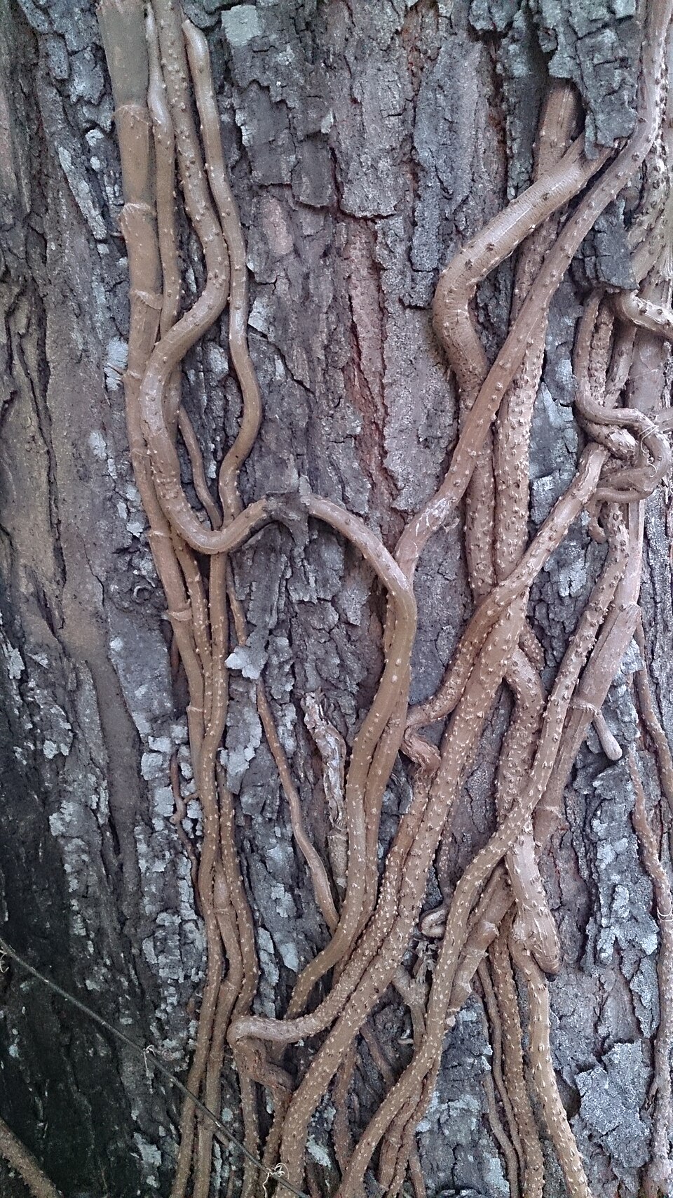 Epipremnum pinnatum (Dragon Tail Plant)