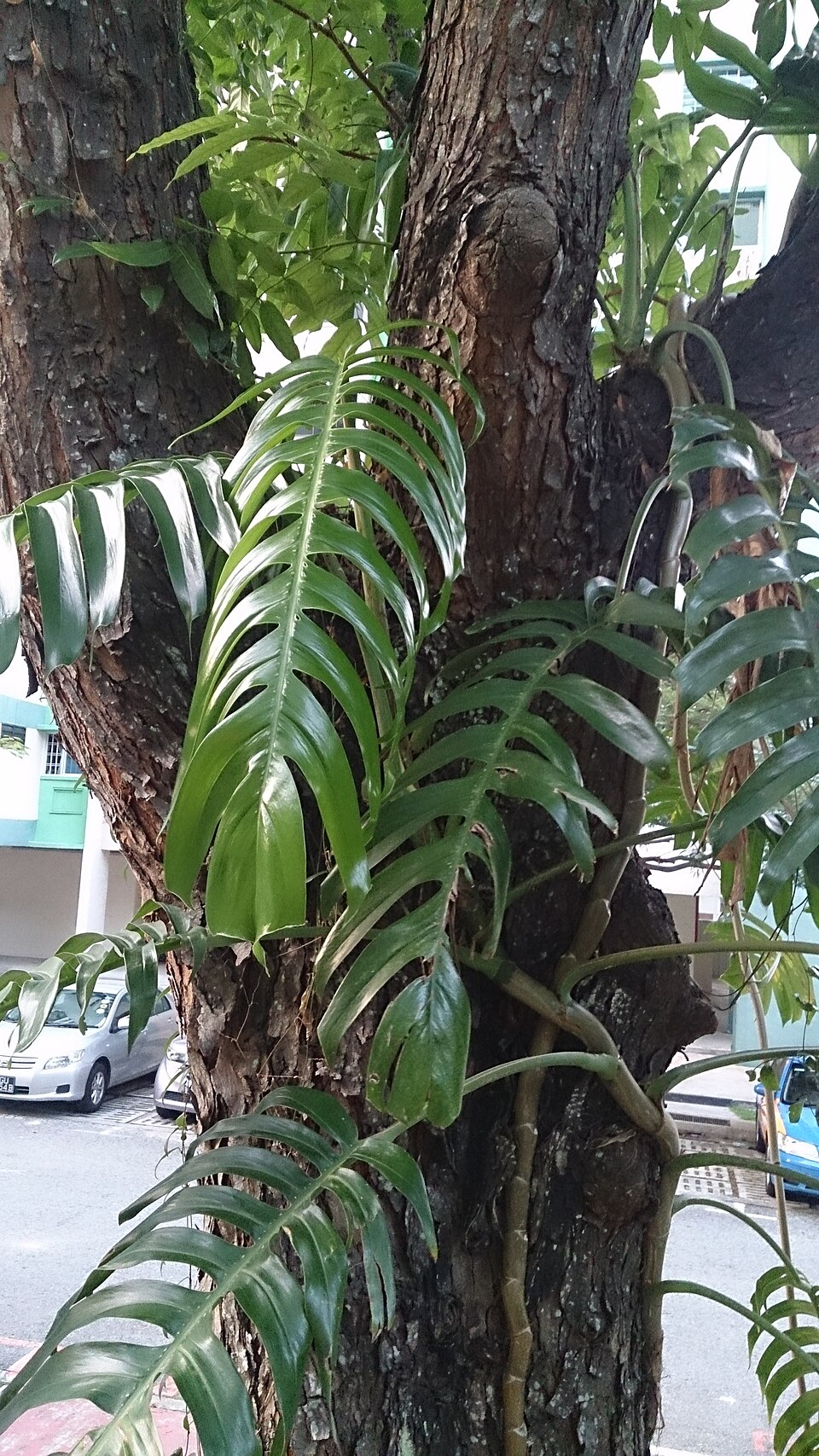 Epipremnum pinnatum (Dragon Tail Plant)