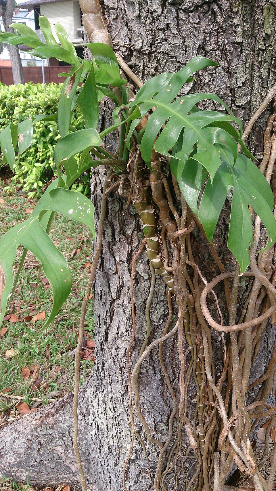 Epipremnum pinnatum (Dragon Tail Plant)