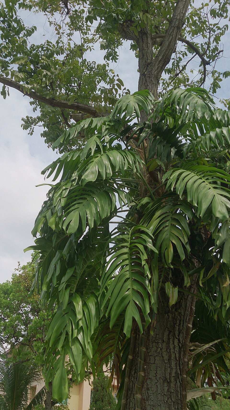 Epipremnum pinnatum (Dragon Tail Plant)