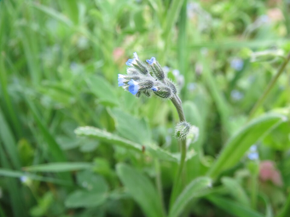 Myosotis arvensis (field forget-me-not)