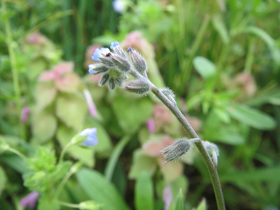 Myosotis arvensis (field forget-me-not)