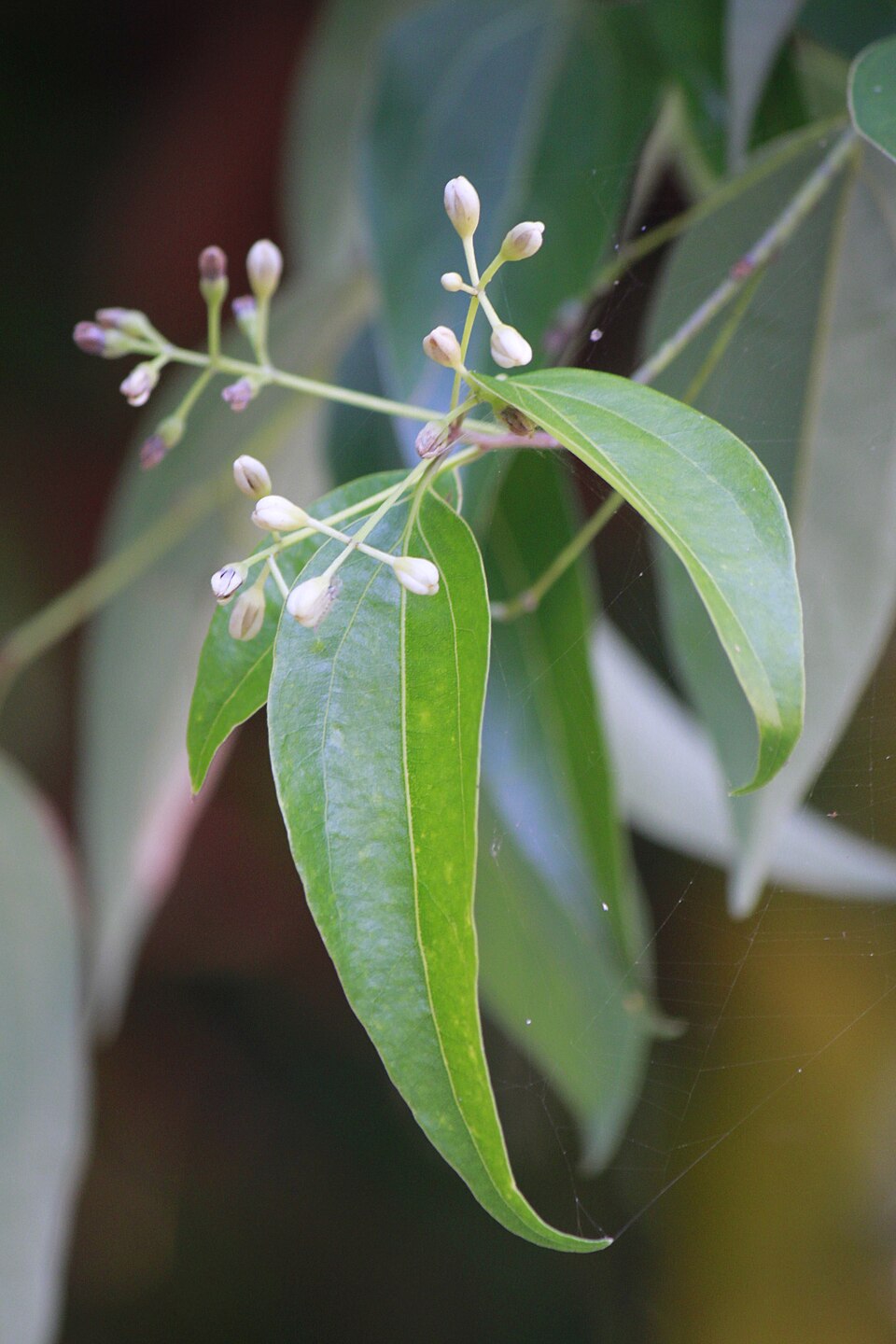 Cinnamomum verum (True Cinnamon) (alternate view 8)