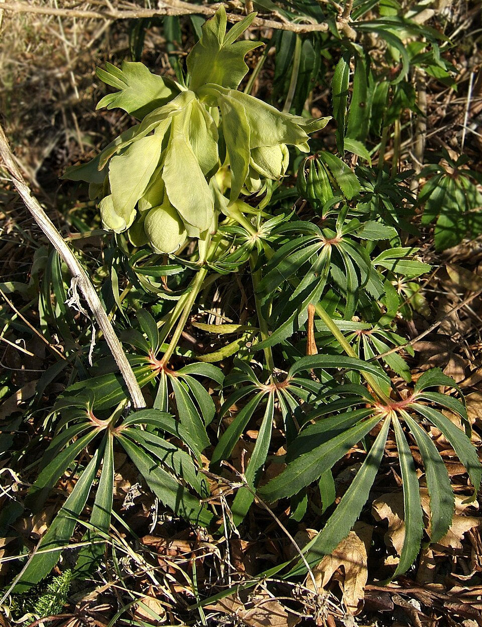 Helleborus foetidus (Stinking hellebore) (alternate view 8)