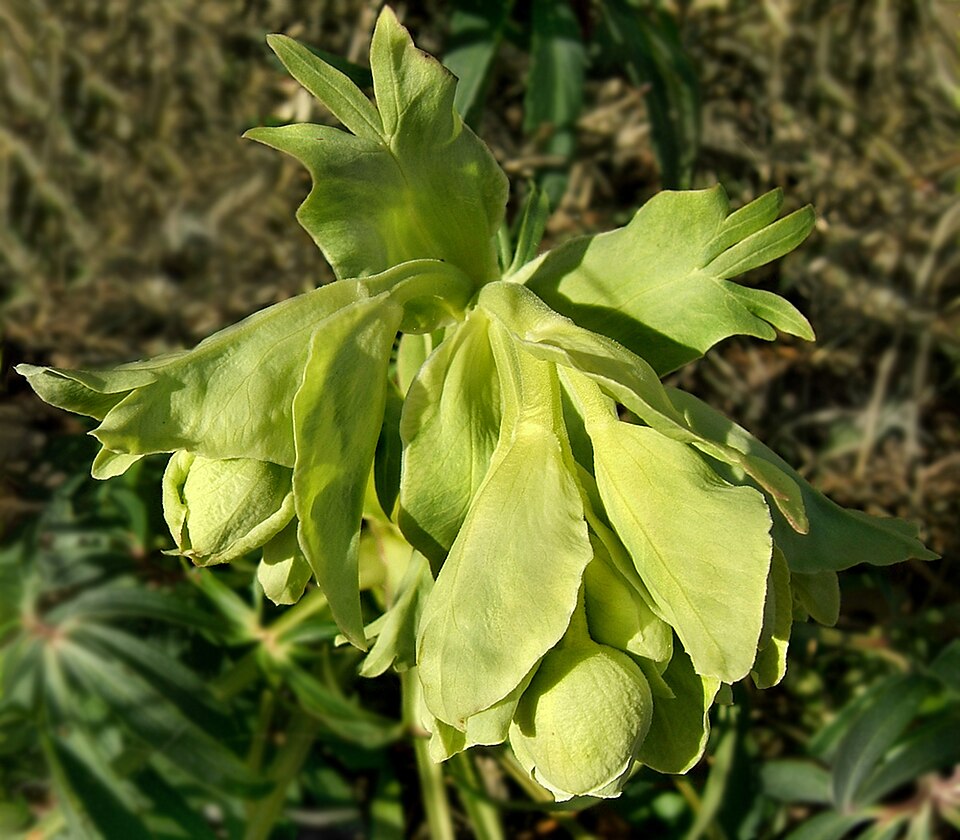 Helleborus foetidus (Stinking hellebore) (alternate view 9)