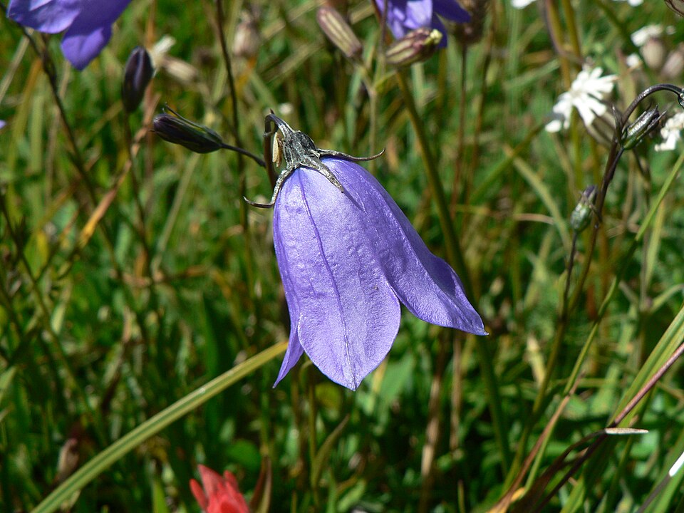 Campanula petiolata (western harebell) (alternate view 6)
