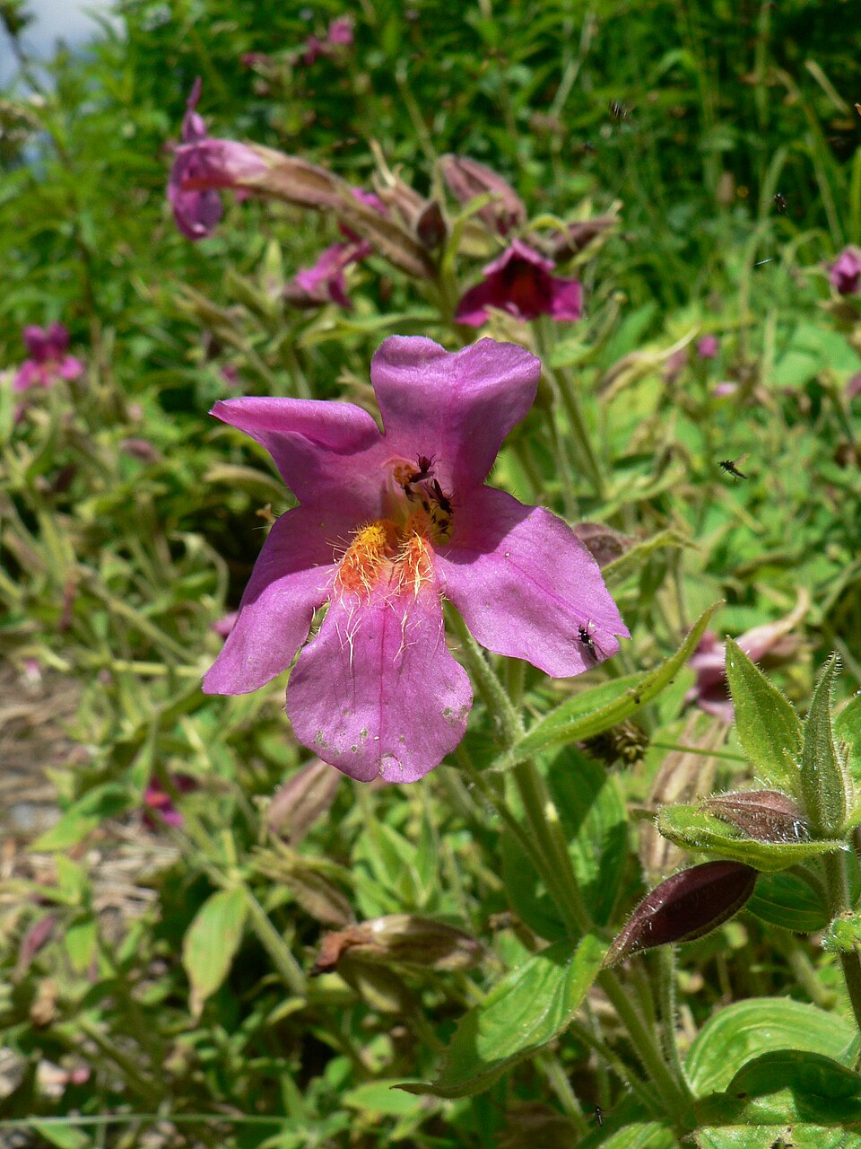 Erythranthe lewisii (Great Purple Monkeyflower) (alternate view 6)