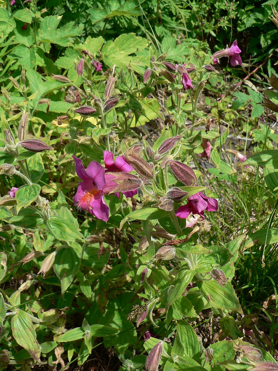 Erythranthe lewisii (Great Purple Monkeyflower) (alternate view 7)
