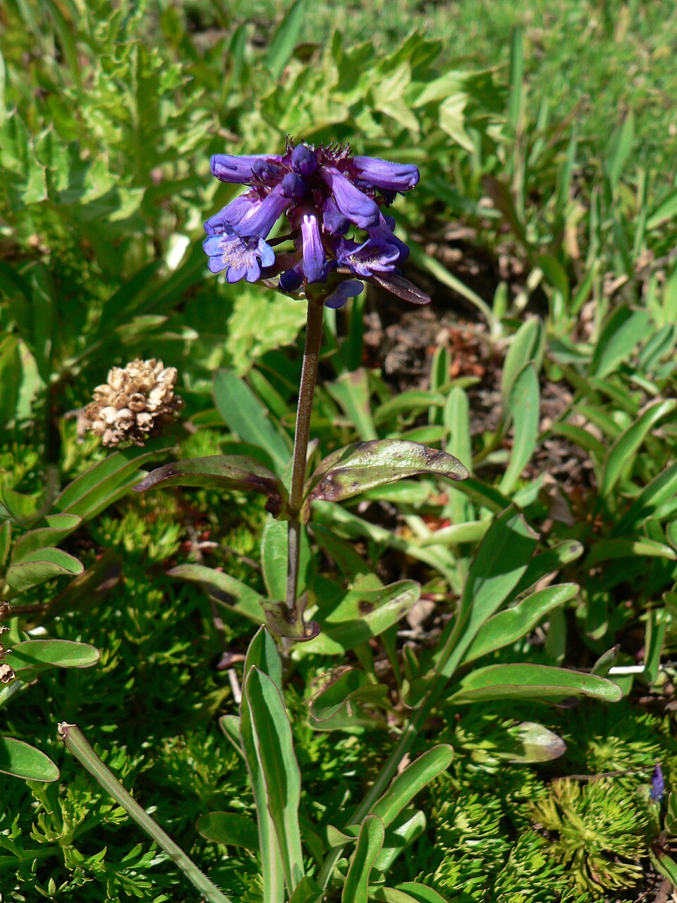 Penstemon procerus (Small-flowered Penstemon) (alternate view 6)
