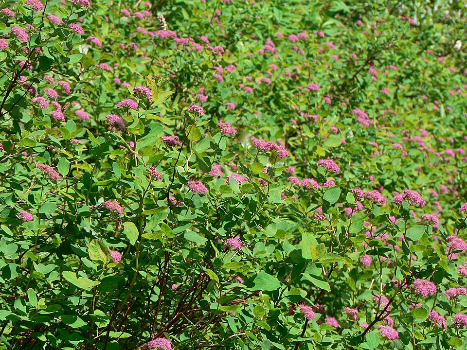 Spiraea splendens (Subalpine Spiraea) (alternate view 6)