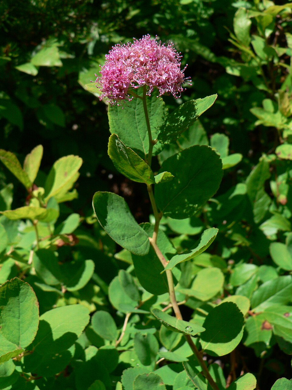 Spiraea splendens (Subalpine Spiraea) (alternate view 7)