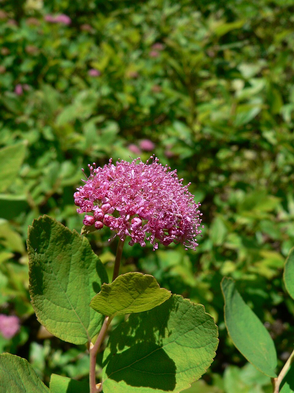 Spiraea splendens (Subalpine Spiraea) (alternate view 8)