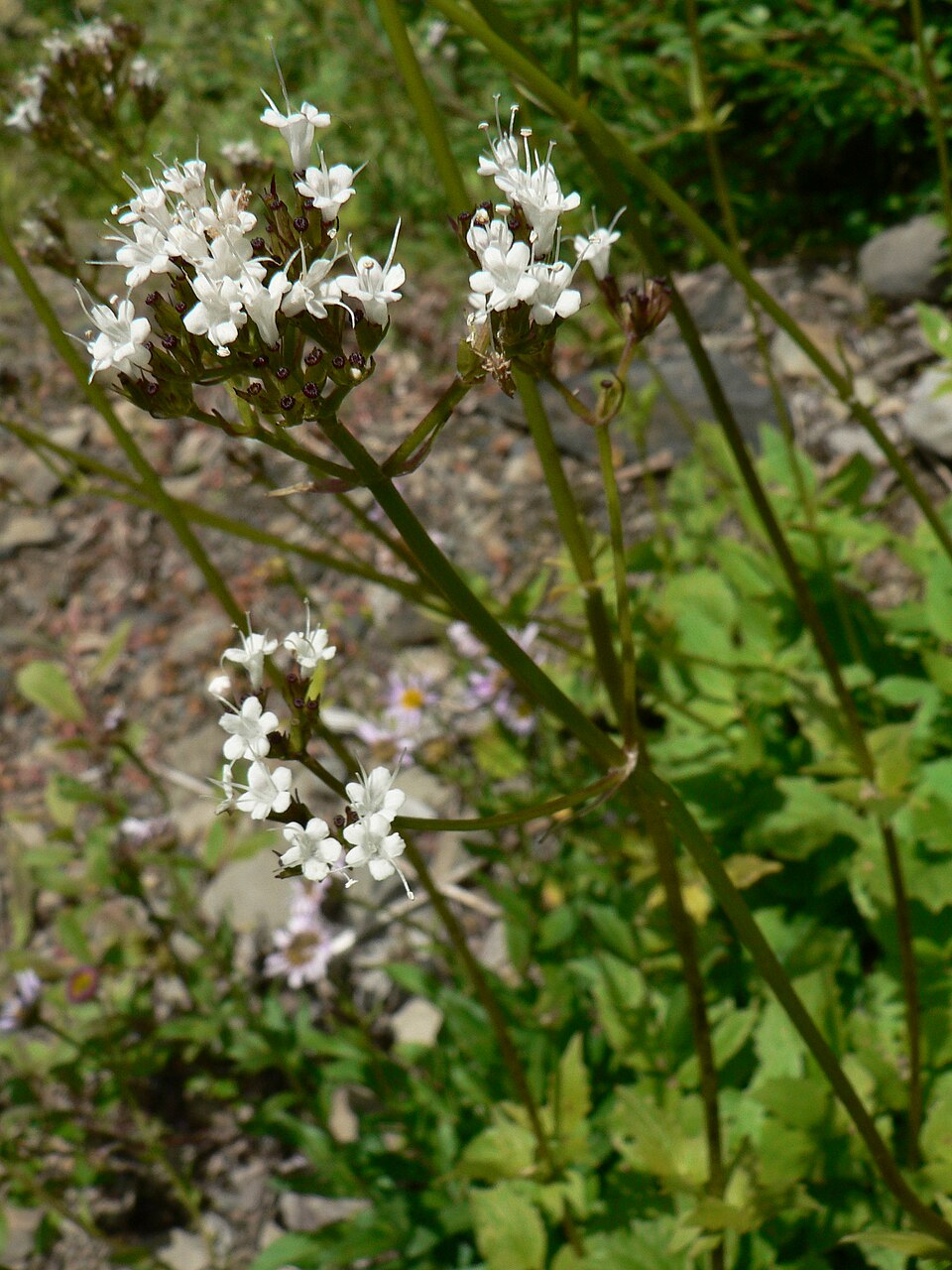 Valeriana sitchensis (Sitka valerian)