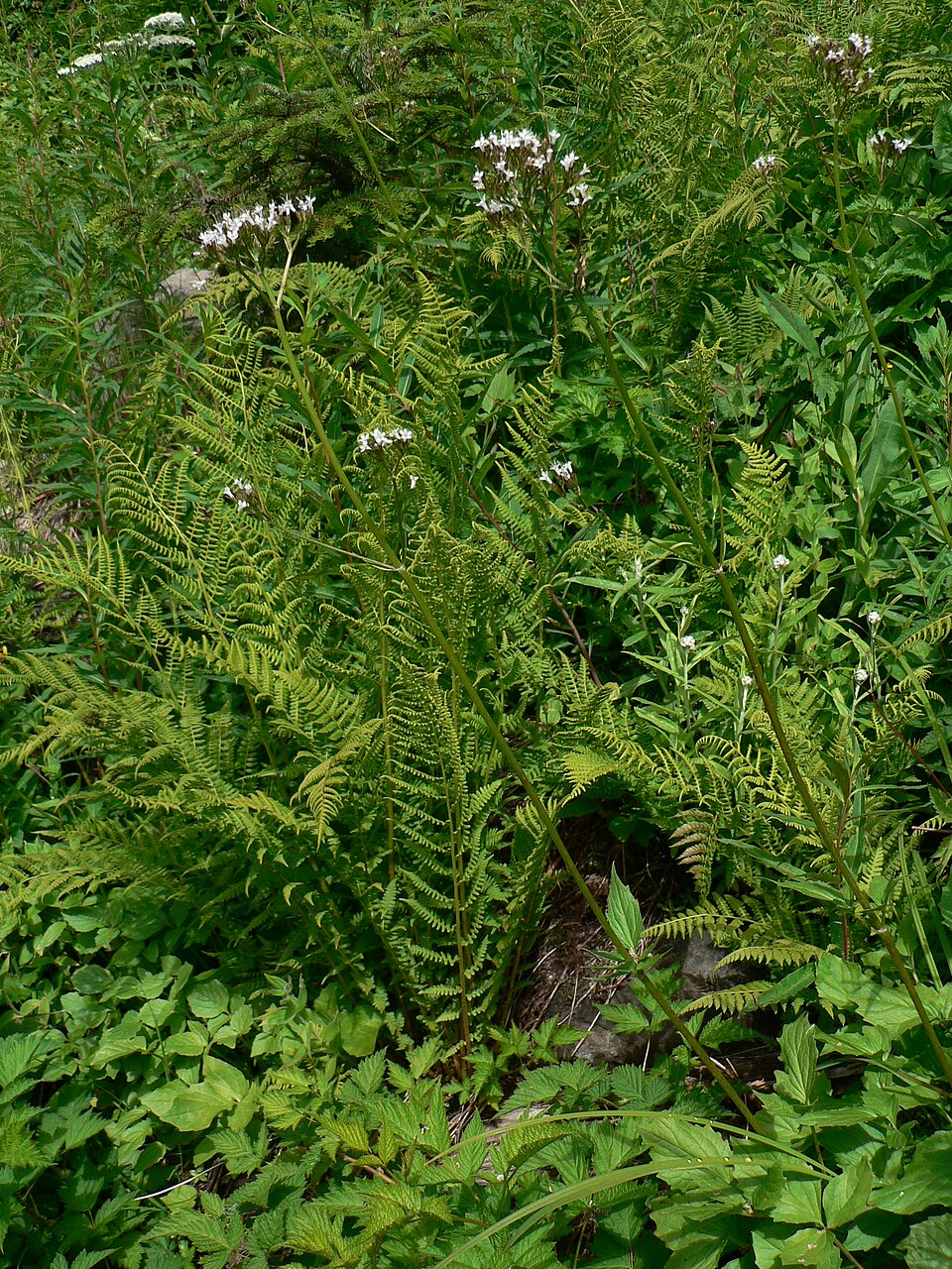 Valeriana sitchensis (Sitka valerian) (alternate view 2)