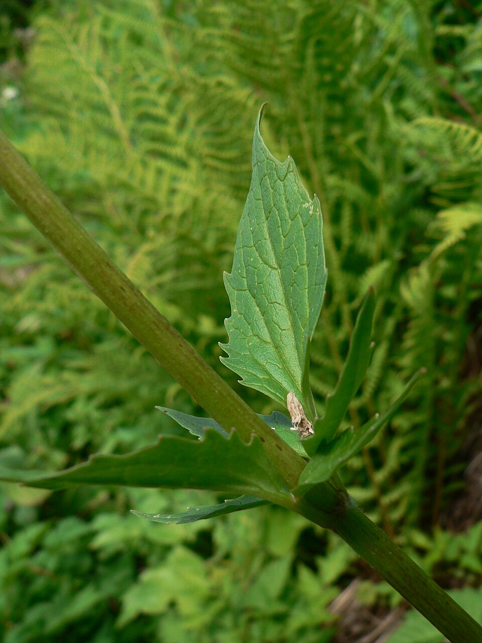 Valeriana sitchensis (Sitka valerian) (alternate view 3)