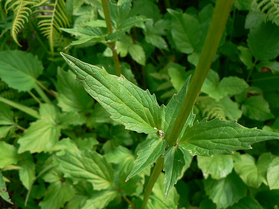 Valeriana sitchensis (Sitka valerian) (alternate view 4)