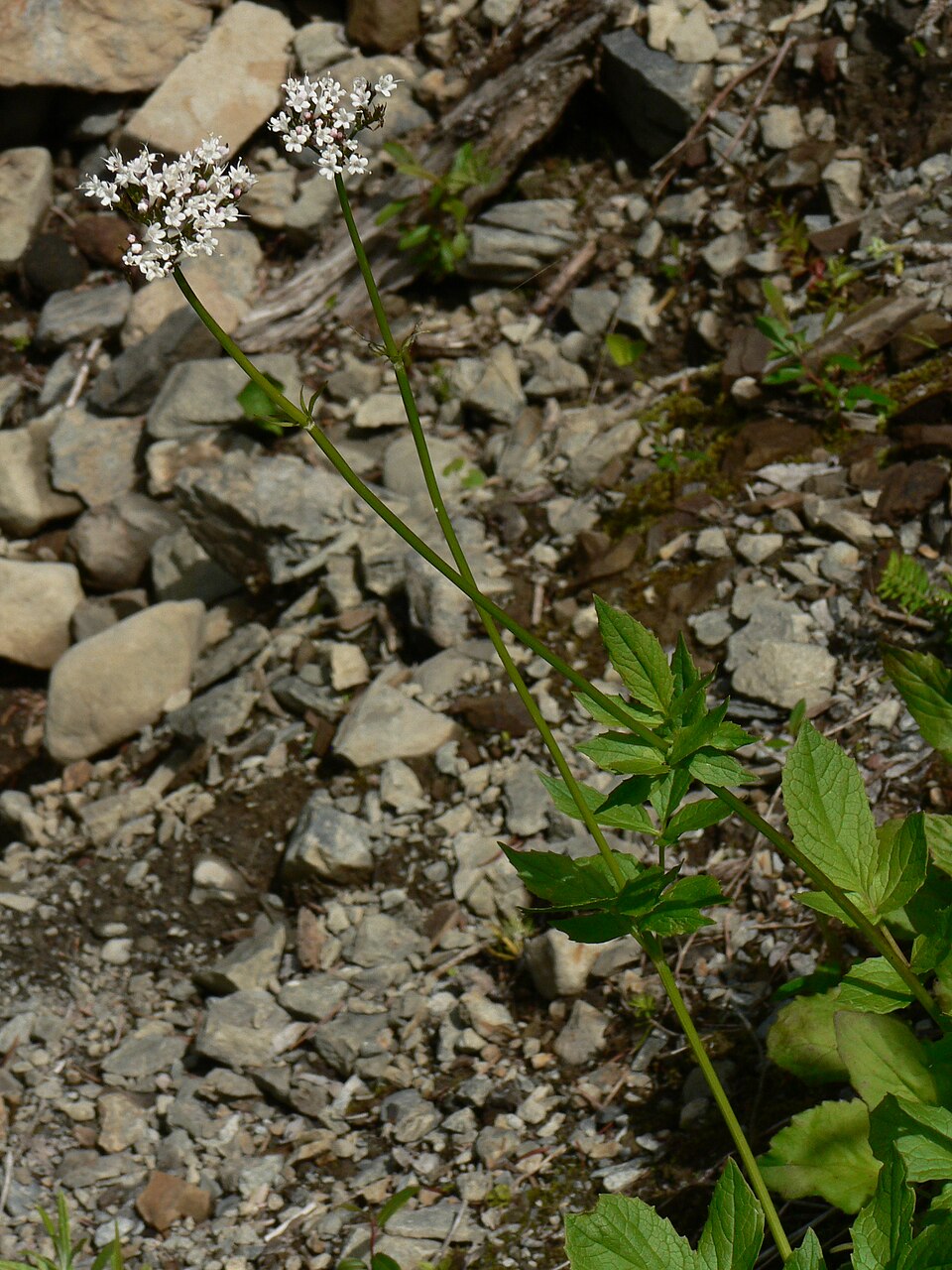 Valeriana sitchensis (Sitka valerian) (alternate view 5)