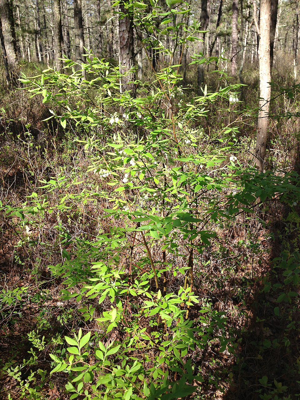 Vaccinium corymbosum (blueberry) (alternate view 6)