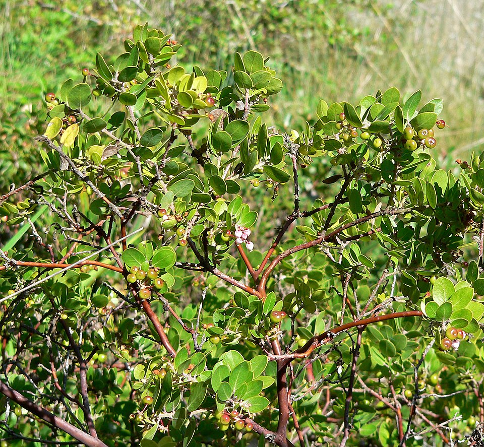 Arctostaphylos edmundsii (Pacific Mist Manzanita) (alternate view 12)