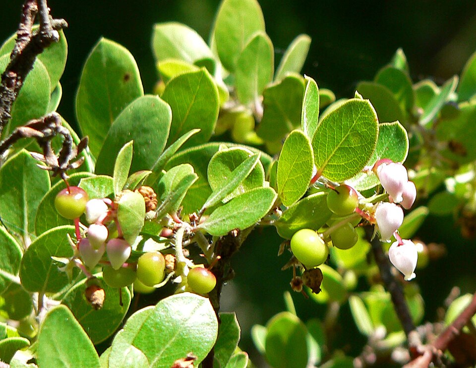 Arctostaphylos edmundsii (Pacific Mist Manzanita) (alternate view 13)