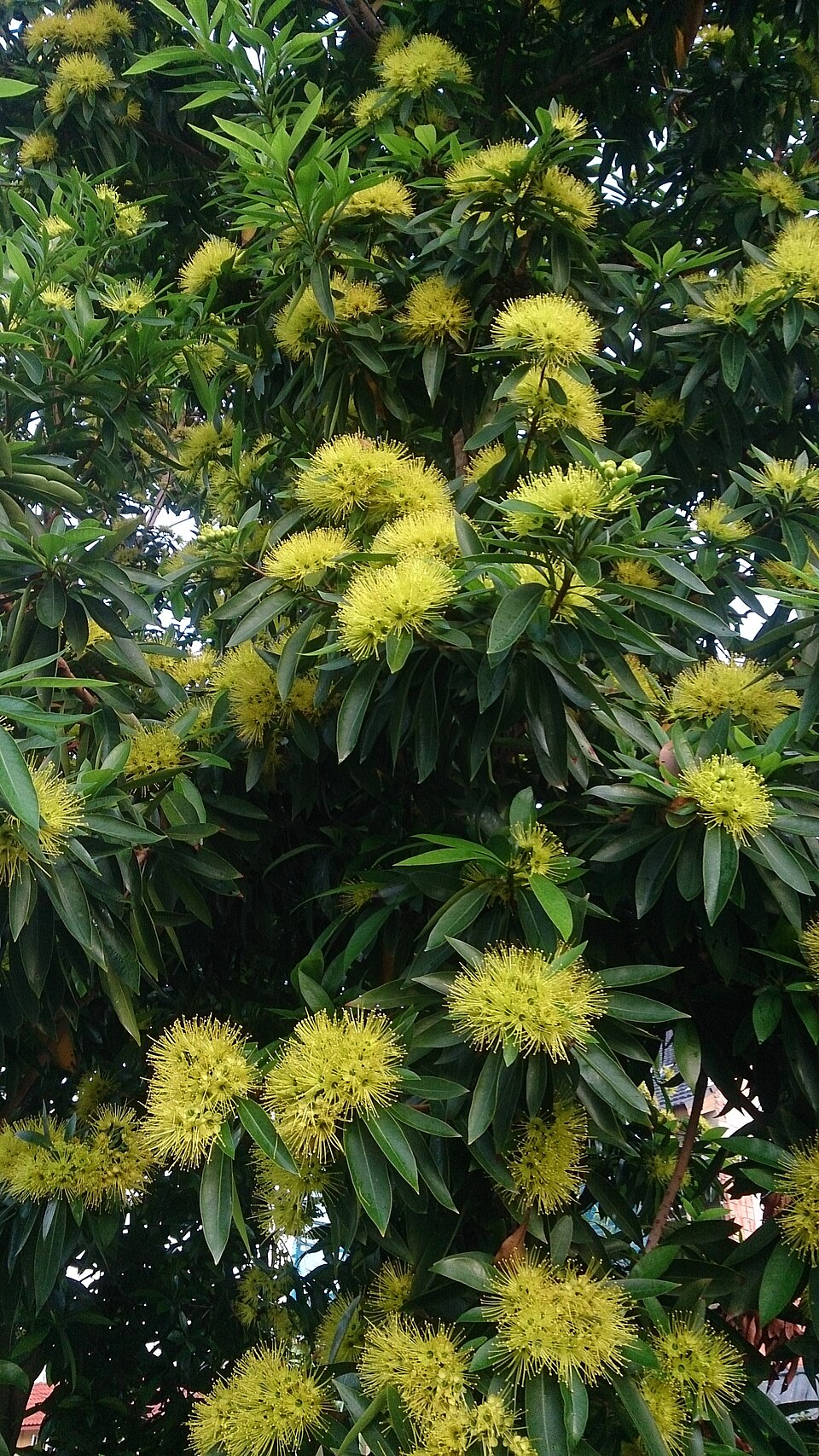 Xanthostemon chrysanthus (Golden Penda) (alternate view 8)