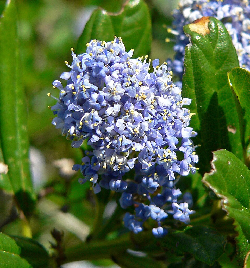 Ceanothus thyrsiflorus (Blue Blossom) (alternate view 10)