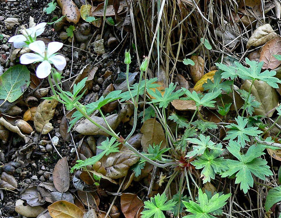 Geranium richardsonii (Richardson's geranium) (alternate view 6)