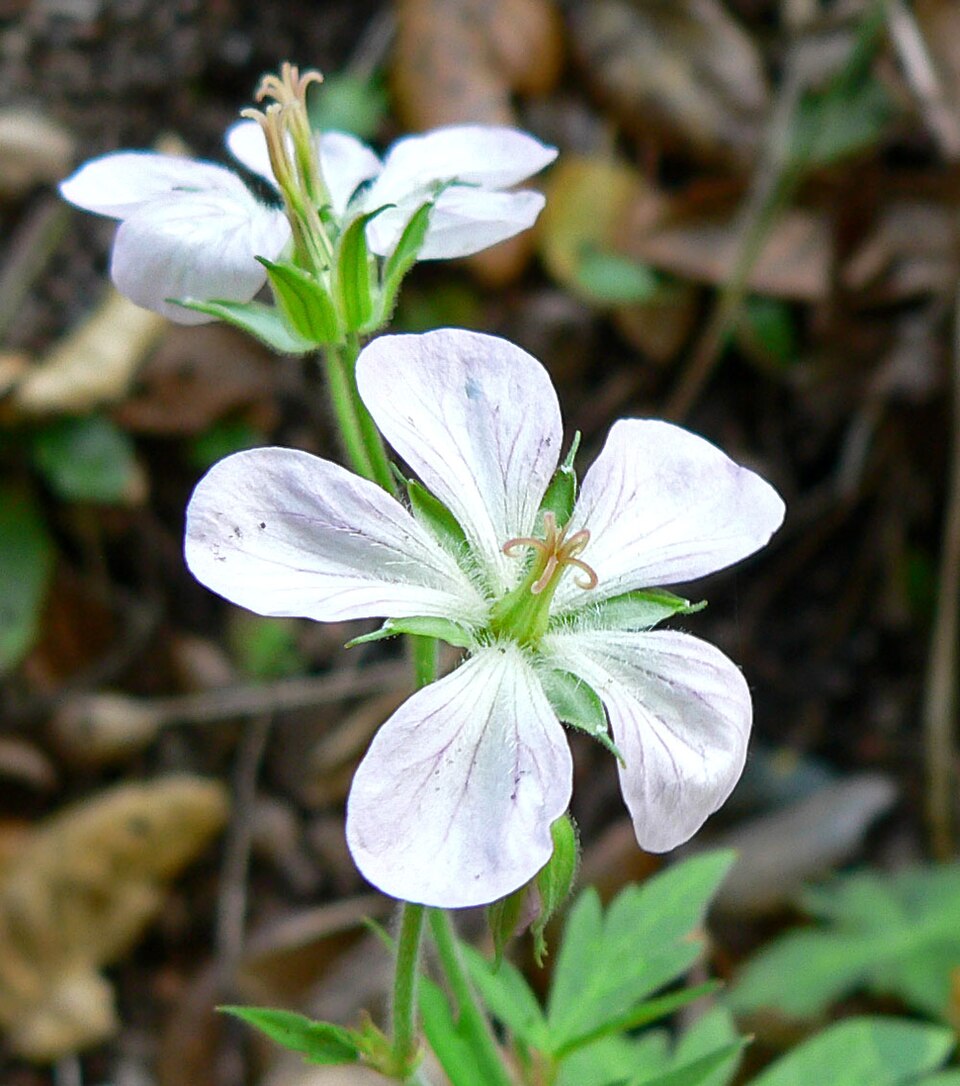 Geranium richardsonii (Richardson's geranium) (alternate view 7)