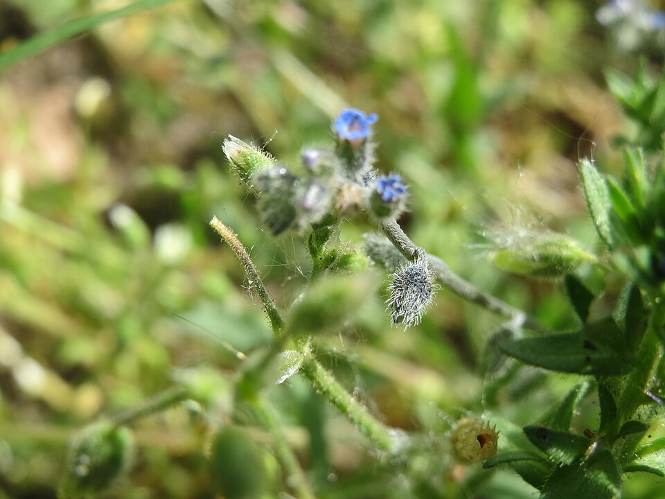 Myosotis arvensis (field forget-me-not)