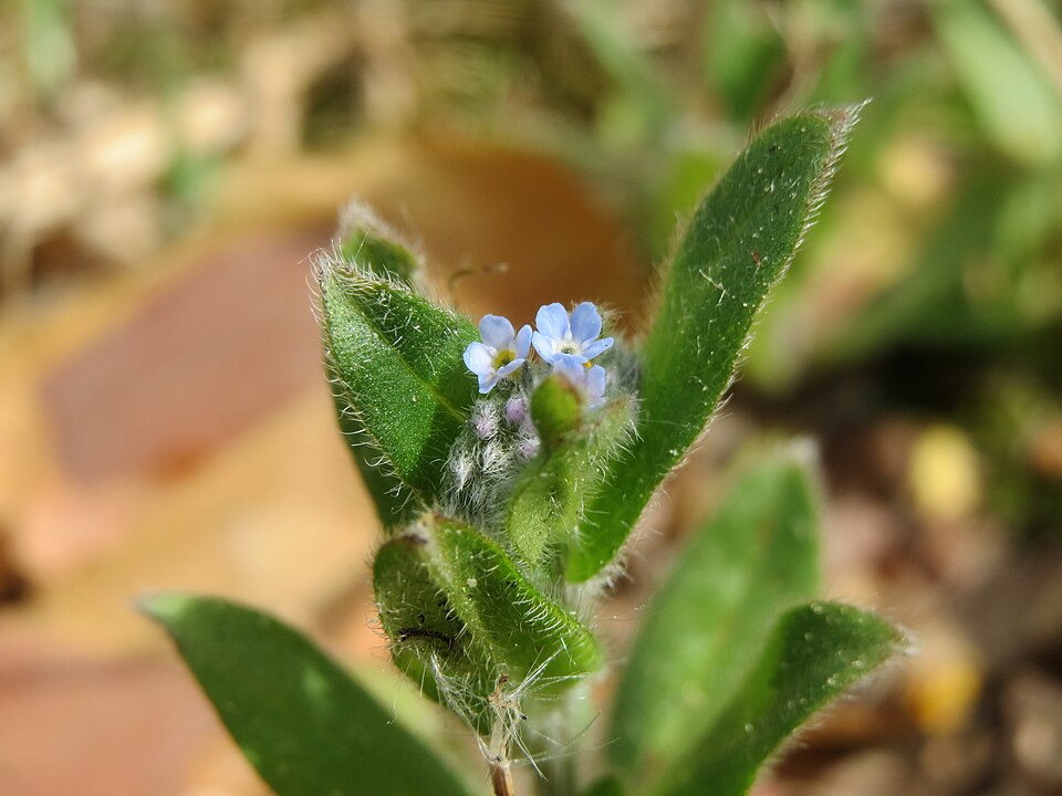 Myosotis arvensis (field forget-me-not)