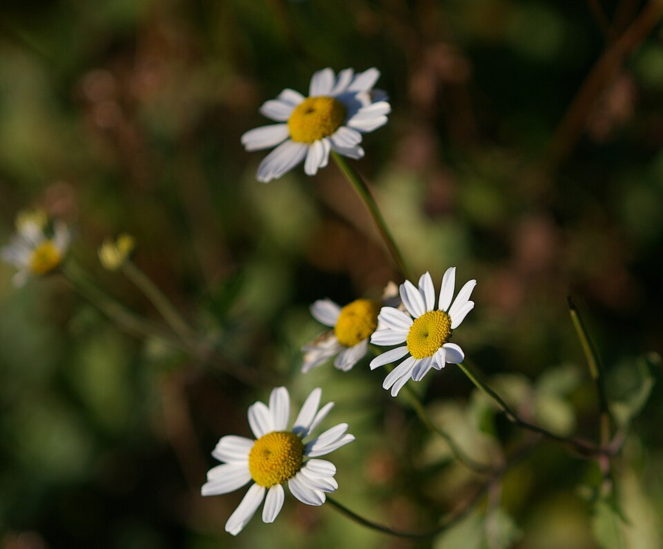 Tanacetum parthenium (feverfew)
