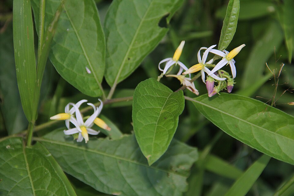 Solanum americanum (American black nightshade)