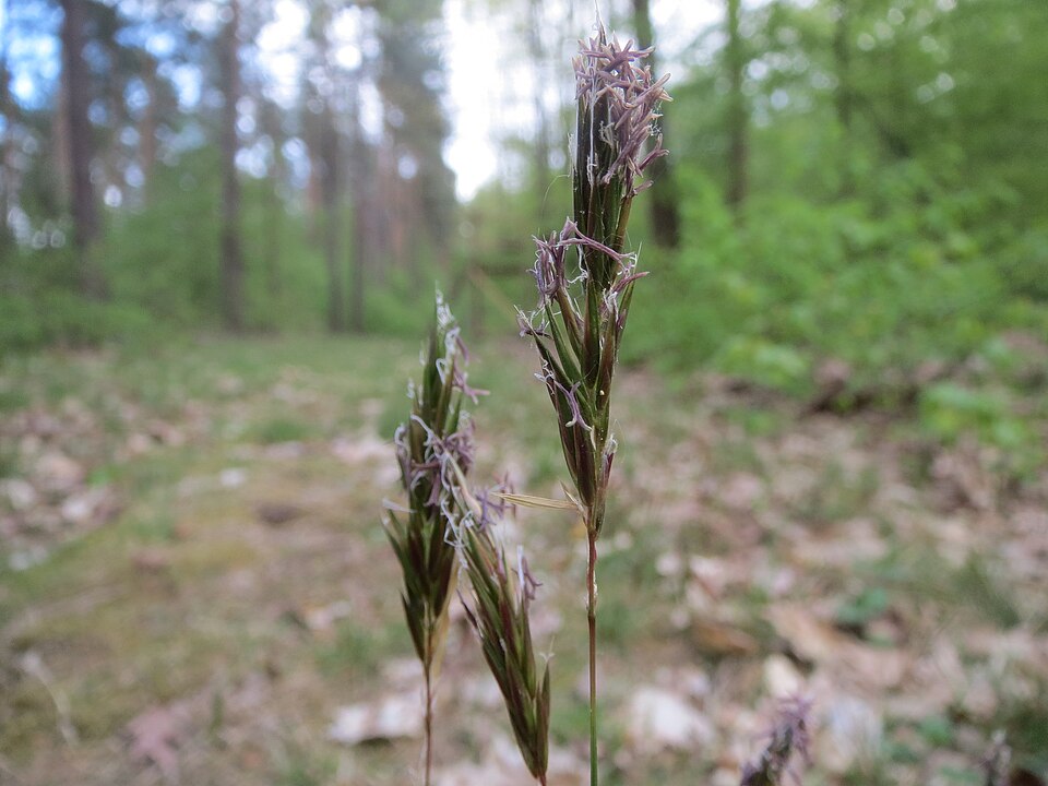 Anthoxanthum odoratum (sweet vernal grass)